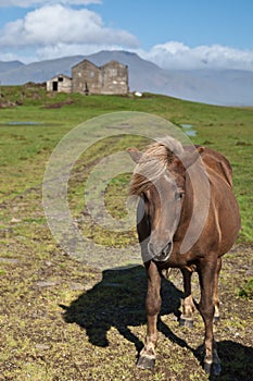 Horse in Iceland