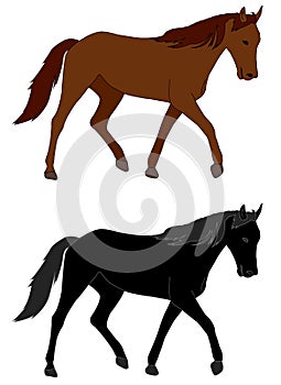 Horse illustration