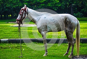 horse image in park with green background