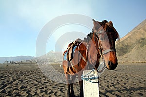 Horse in Indonesia