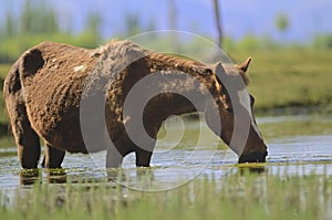 Horse and Indus river flowing through plains in Ladakh, India, photo