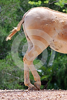 Horse with Injured Leg