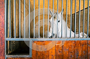 Horse inside stall