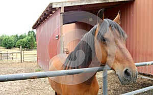 Horse introduces himself on an Oregon farm