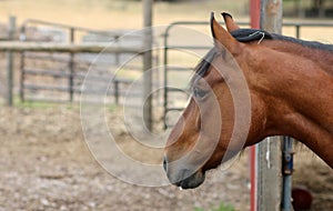 Horse introduces himself on an Oregon farm
