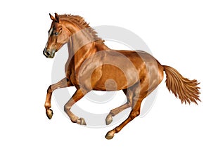 Horse isolated