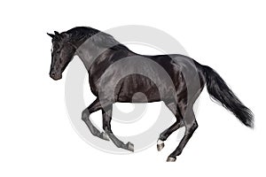 Horse isolated on white