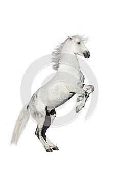 Horse isolated on white