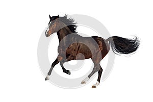 Horse isolated on white