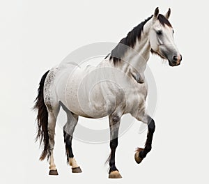 Horse isolated on a white background