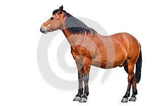 Horse isolated on white background. Farm animals. Brown bay horse isolated on white background.