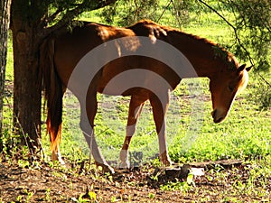 A Horse With An Itch photo