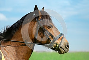 Horse with its black snaffle bridle is outdoors, close-up portrait. Trotter is standing on the beautiful blurred background, side