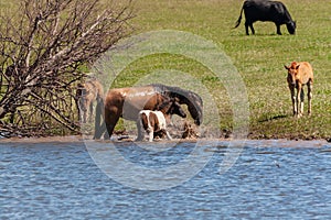 A horse with its foal stand in the water. Horses and cows graze in the meadow
