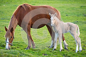 Un caballo su un hijo comer césped 