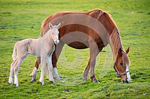 Un caballo su un hijo comer césped 