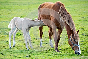 Horse with its son eating grass