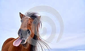 A horse with its tongue sticking out of its mouth