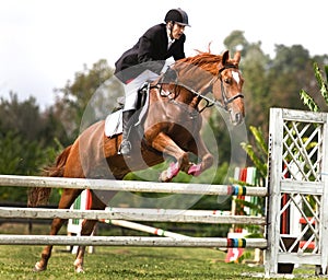 horse and jockey jumping photo