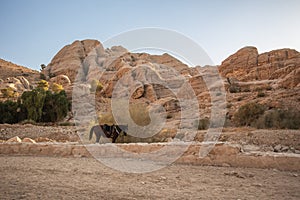 Horse in Jordanian Petra in Middle East