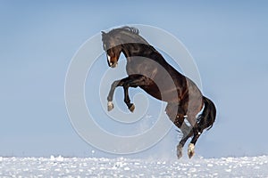 Horse jump