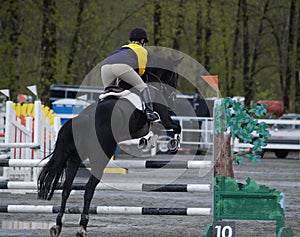 Un caballo saltando 