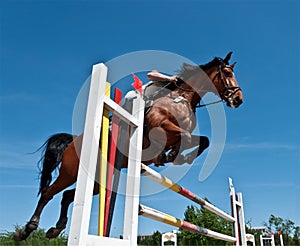 Horse jumping