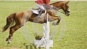 Horse jumping photo