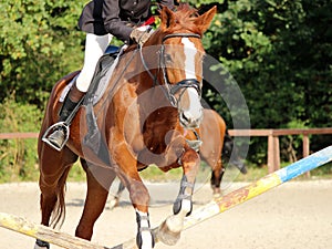 Horse jumping