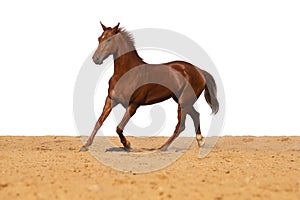 Horse jumps on sand on a white background