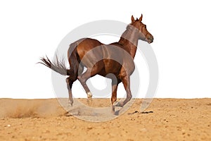 Horse jumps on sand on a white background