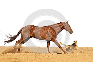 Horse jumps on sand on a white background