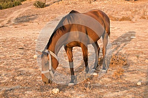 Horse in Karpaz