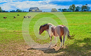 Horse at Kentucky Horse Farm