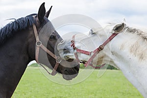 Horse kiss