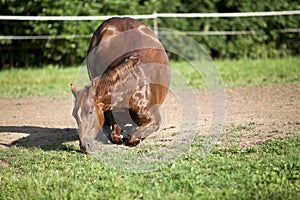 Horse kneel down photo