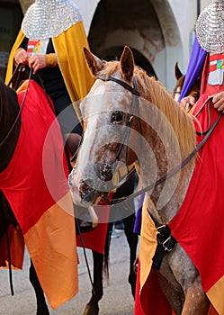 horse with a knight with medieval clothes during the historical reenactment