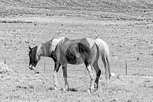 Horse at Kromrivier Cederberg Park. Monochrome