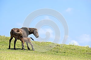 Horse lactating