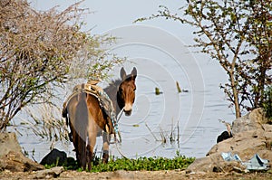 Horse at Lake Chapala, Mexico photo