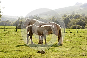 Horse landscape in green meadow Pyrenees