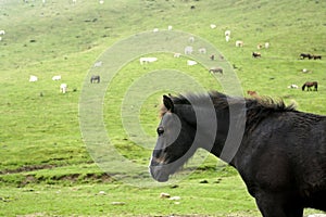 Horse landscape in green meadow Pyrenees