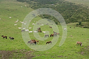 Horse landscape in green meadow Pyrenees