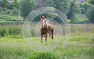 Horse, landscape with wild herbs