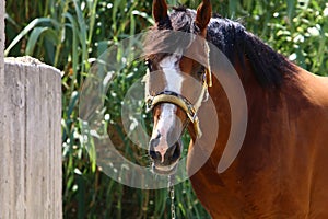 The horse is a large domestic one-hoofed animal.