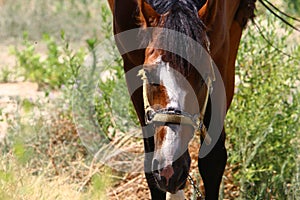 The horse is a large domestic one-hoofed animal.