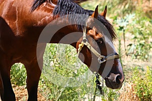 The horse is a large domestic one-hoofed animal.