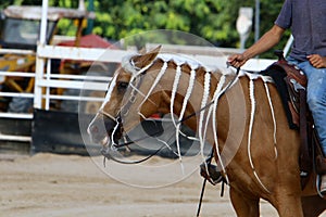 The horse is a large domestic one-hoofed animal.