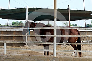 The horse is a large domestic one-hoofed animal.