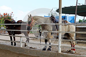 The horse is a large domestic one-hoofed animal.